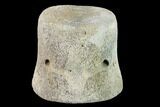 Fossil Whale Caudal Vertebra - Yorktown Formation #137604-2